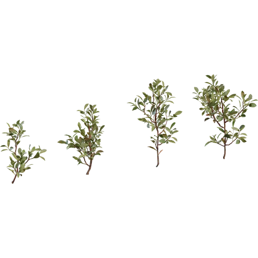 Shrub 04