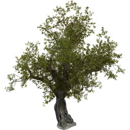 Island Tree 01