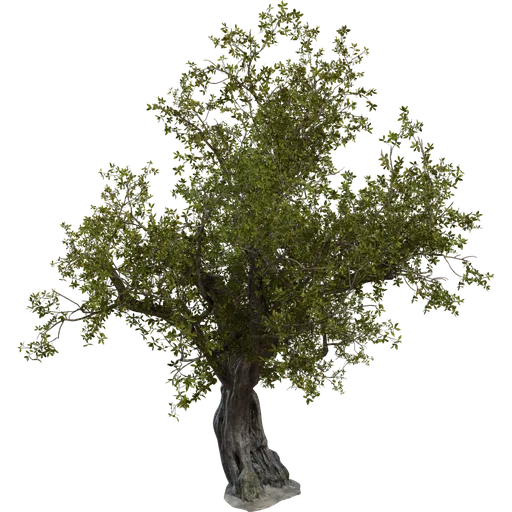 Island Tree 01