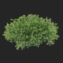 Groundcover Bush Plant