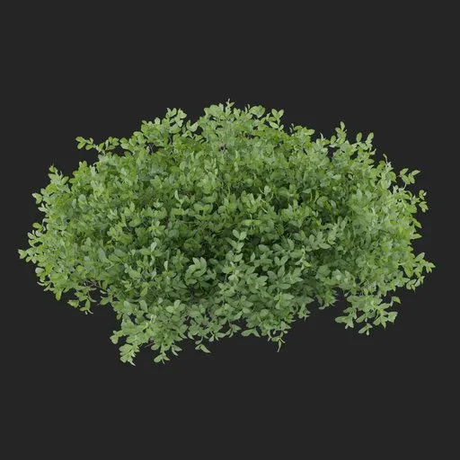 Groundcover Bush Plant