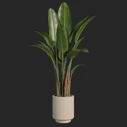 Plant
