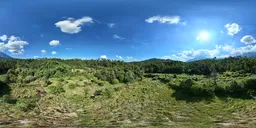 Bluesky green forest