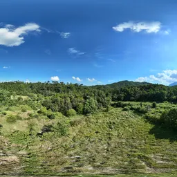 Bluesky green forest