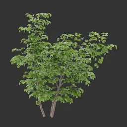 Bush Plant