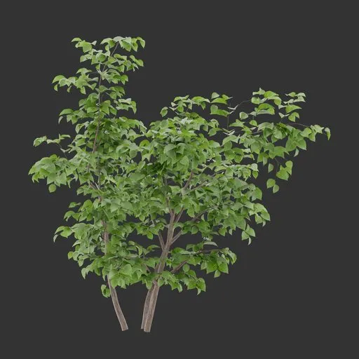 Bush Plant
