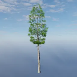 Realistic conifer 3D model with detailed textures for Blender rendering, ideal for digital forestry scenes.