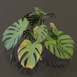 Monestera Plant Large