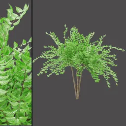 Green Forest Tree
