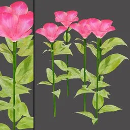 Pink Flower Plant