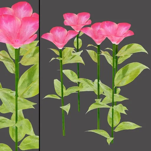 Pink Flower Plant