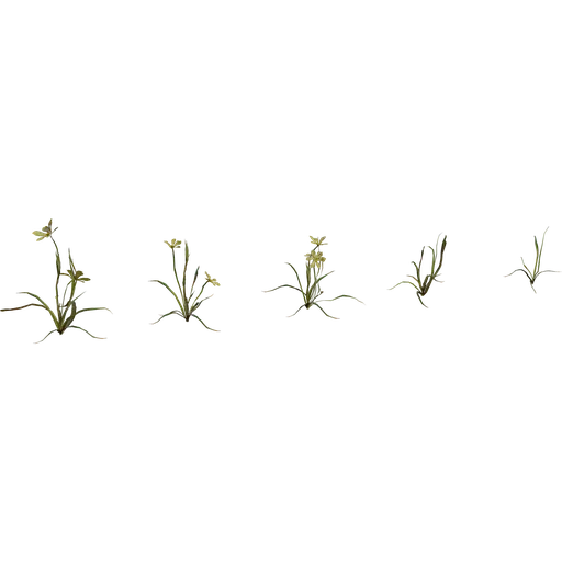 Flower Empodium