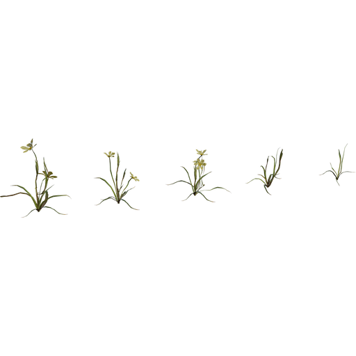 Flower Empodium
