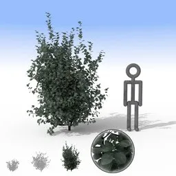 "Large smoky grey bush 3D model for Blender 3D - perfect for nature and outdoor scenes, with separate leaves for added realism. Great for filling gardens and landscapes. Accurate proportions and detailed textures make this model stand out."