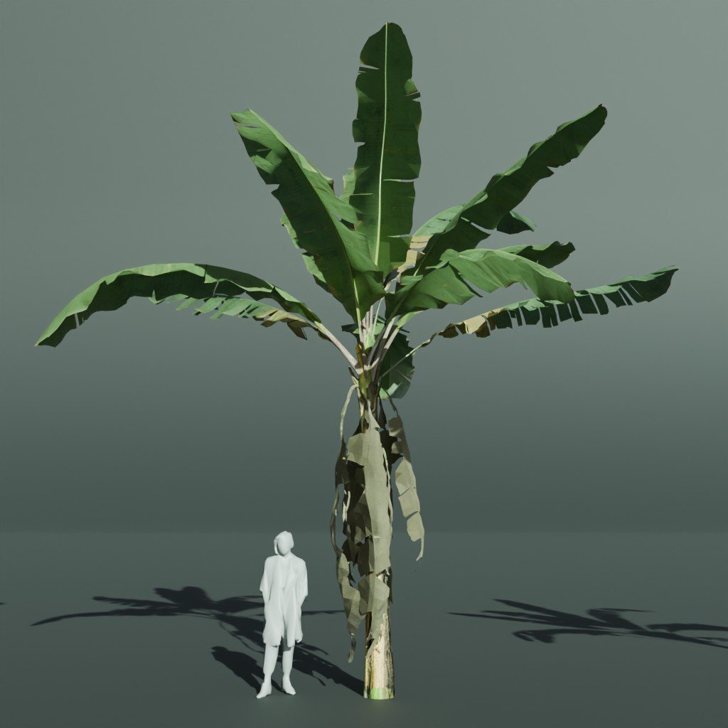 Tropical Banana Tree Old | Trees models | Blendkit