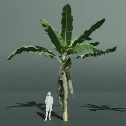 Tropical Banana Tree Old