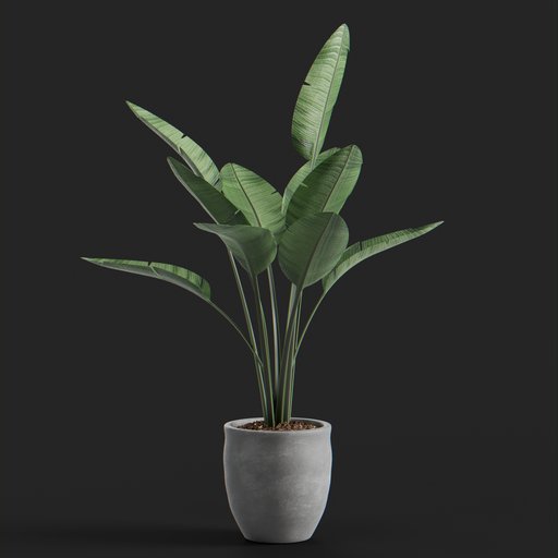 Thumbnail: Banana plant