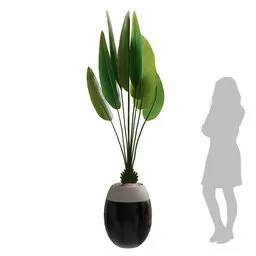 Flower Bird Of Paradise