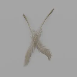 Cycas dried