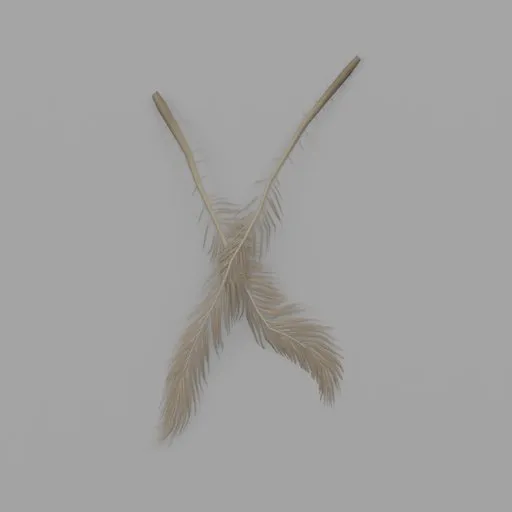 Cycas dried