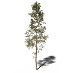 Detailed 3D pine tree model with textured foliage and trunk for Blender rendering and animation.
