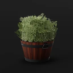 Boxwood Bush Round Pot Lrg