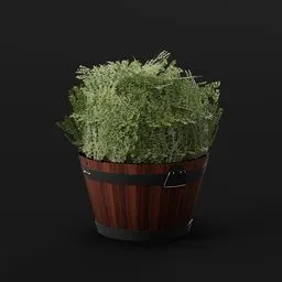 Boxwood Bush Round Pot Lrg