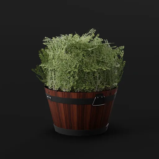 Boxwood Bush Round Pot Lrg