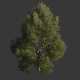 White Willow
