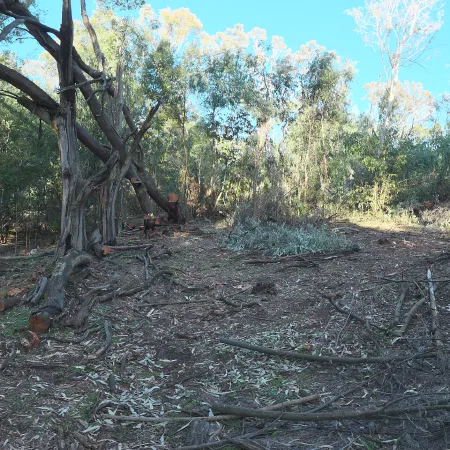 Gum Trees