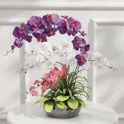 Orchid