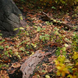 Small scene forest autumn floor