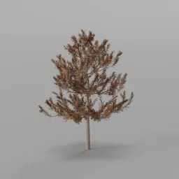 Small pine