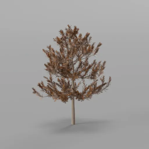 Small pine