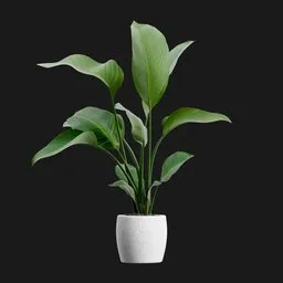Potted Bird of Paradise Plant