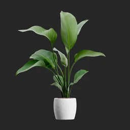 Potted Bird of Paradise Plant