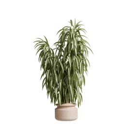 Ficus Binnendijkii Alii Maclellandii
