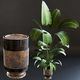 SJ-strelitzia-fantasy  pot 02