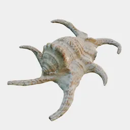 Lambis / Spider Conch