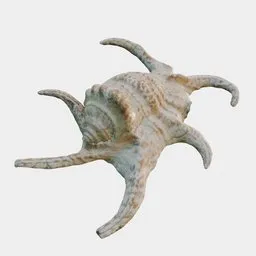 Lambis / Spider Conch