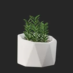 Plant