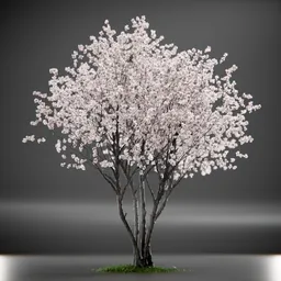 Tree Amelanchier Animated