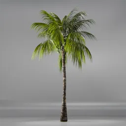 Coconut Tree Rigged and Animated