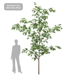 Norway Maple Tree Animated
