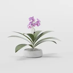 Moth Purple Orchid on Concrete Pot