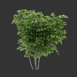 Bush Plant