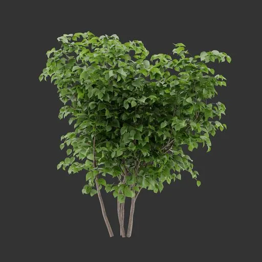 Bush Plant