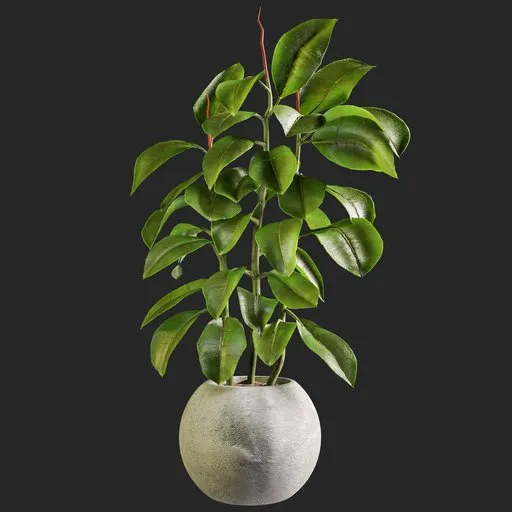 Plant