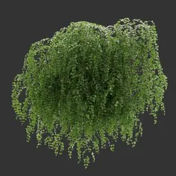 Wall Hanging Plant