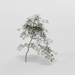 Leaning Elder Tree